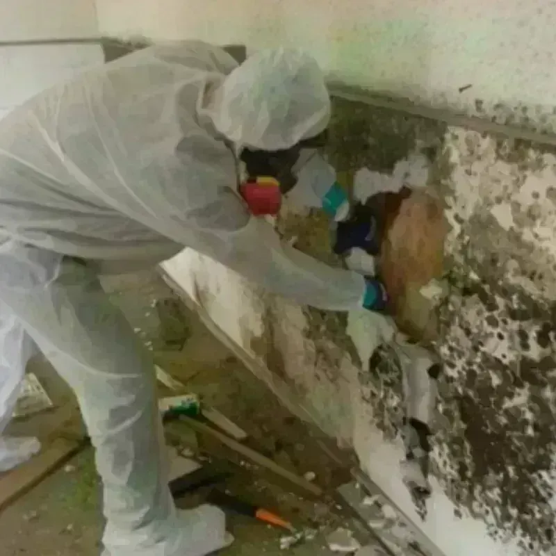 Mold Remediation and Removal in Wentzville, MO